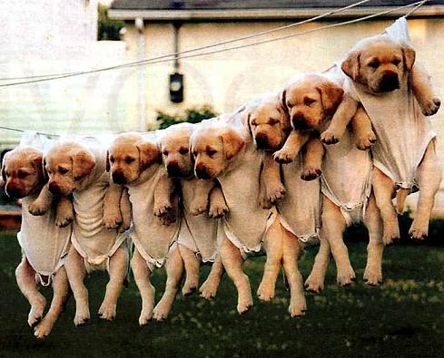 doggie2.jpg